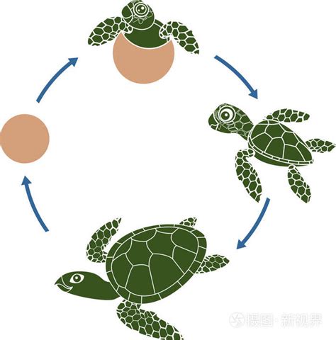 土屬性行業 烏龜成長過程
